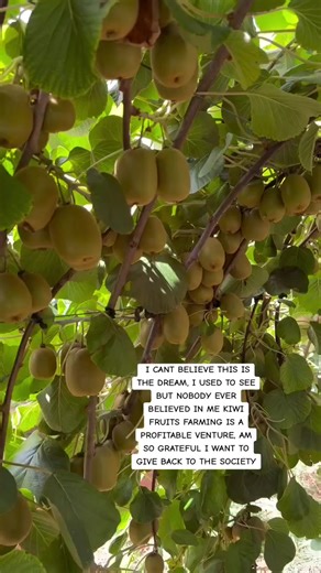 Discover Kiwi Farming in Kenya: An Engaging Farm Visit