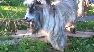 A Beatboxing Goat!!! | Videolous