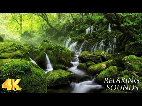 Relaxing Forest Sounds | Birds Chirping and Soft Background for sleep & stress relief.