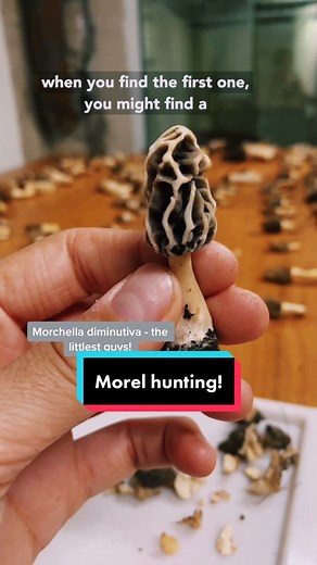 Morel Mushroom Hunting Tips and Identification