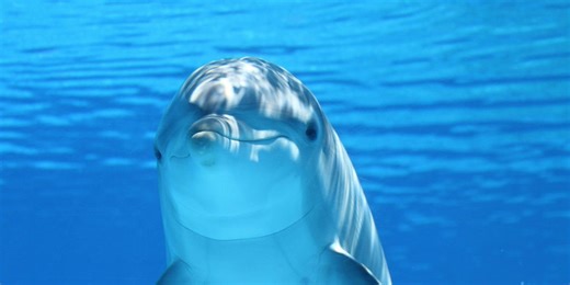 Dolphin Tale
