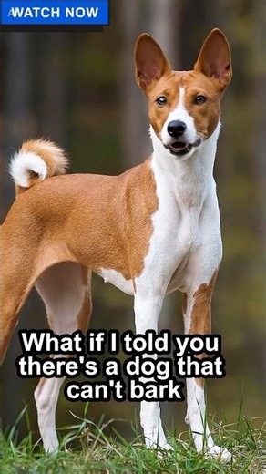 The Dog That Never Barks? The Mysterious History of the Basenji. #animora #animalfacts #Basenjie
