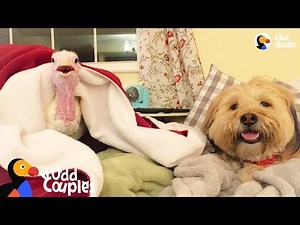 Turkey and Dog Best Friends are Inseparable | The Dodo Odd Couples