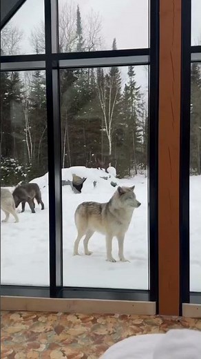 The wolf pack is here 🐺 | Beast Bond"