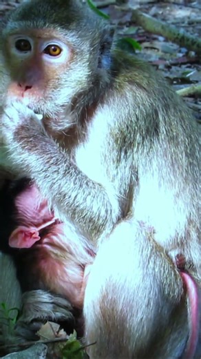 #wildlifeentertainment #babyanimal #animals #entertaininganimals #babyanimals #cute #monkey #babypet