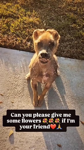 Fancy pets rescue on Instagram: "“They say a smile is the universal welcome. This brave soul is finally in a place where they are welcomed with open arms and endless love. True beauty isn’t found in a perfect coat, but in the strength to keep smiling after everything they’ve been through. A little bit of ‘toothy’ and a whole lot of tough. We’re so proud of how far this sweet survivor has come. Proof that even when life gets ruff, your spirit can remain unbroken. This is the face of a fighter fin