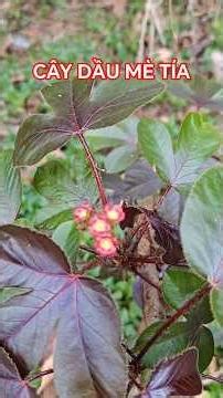 Purple Physic Nut #plants