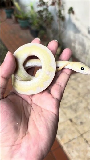 Male Lesser Pastel Clown Ball Python, if you are interested, just comment.