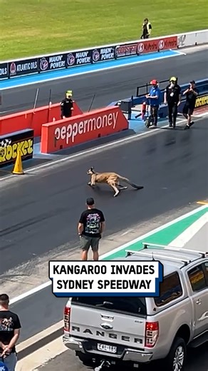 2.6M views · 7.6K reactions | No one knew how to handle this situation 輦 #kangaroo #australia #racing | UNILAD Tech | Facebook