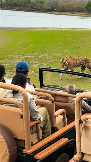 Ranthambore National Park. Greatest ever Tiger sighting. Tiger crossing and attacking the gypsy