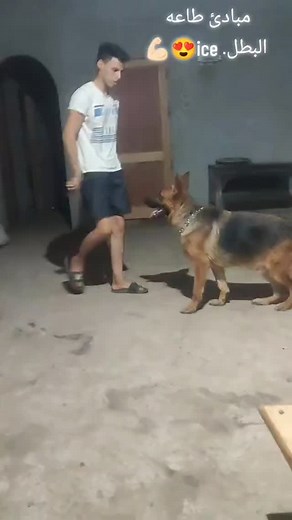 1.2K reactions · 13 shares | The beginning of training a short-haired German Shepherd dog. Wait for us in development ❤️ #Usa #usa #dog #ghandykenell #dogs #الامارات #egypt #india #india #malino #gyrman #gyrman_shepard #جيرمن_شيبرد | Top Dog's | Facebook