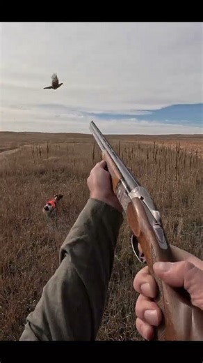 Bird Hunting | Simple Hunts S164 | #birddog #birdhunting #hunting