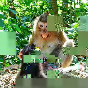 The best mom Ada talk motivate newborn baby Adele learn to walking, look serious lesson | Animals JoJo Family