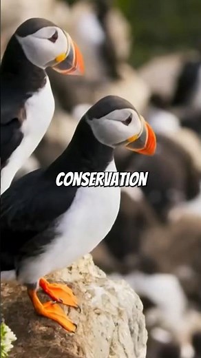 How the Puffin 🐧 Flies Underwater Like a Pro