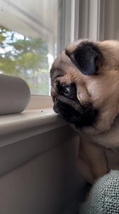 Lil pug vs lil bug 🪲😂 when your nose air blows your new friend into the abyss… oop credit :@puggatoni #puglife #puglove #pugsofinstagram #pugpuppy #pugstagram #pugoftheday #pugsnotdrugs #puglovers #pugnation #pugworld #pugdog #pugobsessed #puglover #pugfamily #pugmania #pugclub #pugofinstagram #pugcommunity #puggram #pugoftheday | Enhanced Pet Products