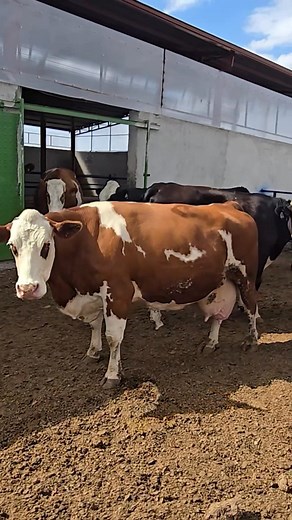 83K views · 1K reactions |...