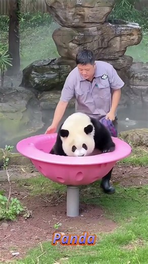 Animals Going Extinct in 2025! Don't Miss Out! #shorts