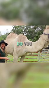 Am I safe with This Camel? 😳🐪 | Camel Channel
