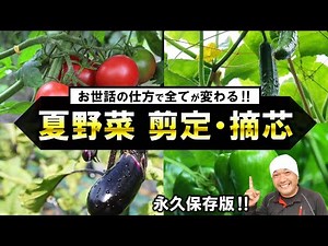 [Detailed explanation] How to care for summer vegetables: pruning, pinching, and bud removal