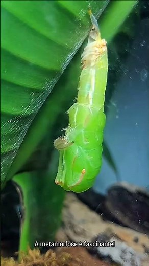A metamorfose é um processo fascinante, e aqui no Lépidoverso, nós acompanhamos cada detalhe! 💚 #bio