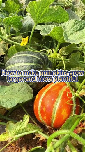 Effective Tips for Growing Larger Pumpkins