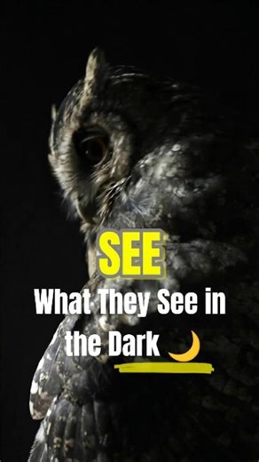 Night Vision Superpowers | Animals That See in the Dark #facts #science #nature #didyouknow