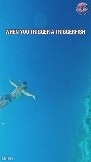 Cheeky triggerfish bites me underwater | Bright Side