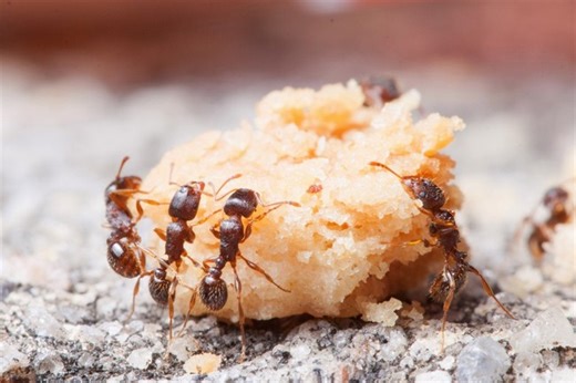 Ant[i]-Meat: CA Researchers Push Ants as ‘Delicious’ Food