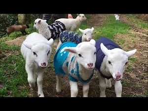 Usaq Mahnilari: Quzum