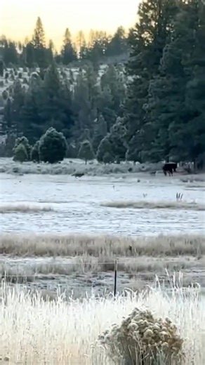 This video is from a neighboring Forest permit. Deterring wolves, bears and lions takes effort and commitment. | Mark Coats