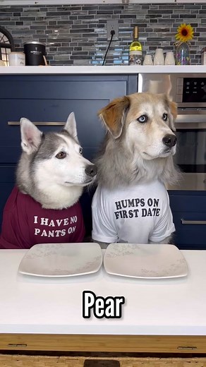 Husky's Food Adventures: Exploring Canine Cuisine with Oranges