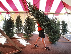 Christmas tree prices touch ceiling | Northwest Arkansas Democrat-Gazette