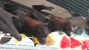 10K views · 157 reactions | Join our Malayan Flying Foxes for a snack! The Malayan Flying Fox is one of the largest known bat species, as they weigh over 2 pounds and can have a wingspan of up to 6 feet! These fruit eating bats can eat up to half their body weight in food daily. Fruit eating bats play an important role in the ecosystem, aiding in pollination and seed distribution. | Emperor Valley Zoo | Facebook