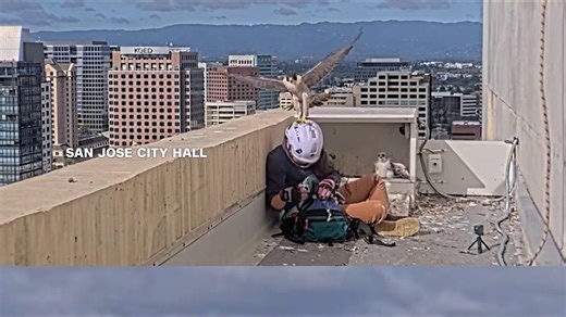 Falcons fly at California researcher tagging chicks