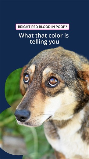 Bright Red Blood in Dog Poop? What It Means