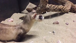 3.1K views · 190 reactions | Elson the black-footed ferret is here to...