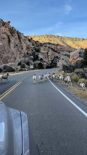 Just another day in Flaming Gorge! 🐏✨ Our bighorn sheep are out and about near Sheep Creek Geological Loop — a good reminder to drive carefully and take it slow. You never know what you might see around the next bend! #FlamingGorge #DaggettCounty #SheepCreekGeologicalLoop #BighornSheep #UtahWildlife #ExploreUtah #VisitFlamingGorge #RoadsideViews #WildlifeWatching #ScenicByway #TravelUtah #NatureMoments | Visit Flaming Gorge