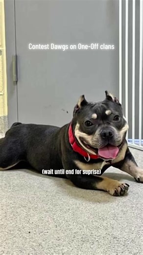 Slum (@slumburd) - How we liking the intro/outro 🔥🔥🔥🔥🔥 #build #base #rust #xyzbca #viral #controller #rustgame @Perqk @Assault @KetoriaI @Cornflake @shrek @ycheatinnn @🕶️ @👑 @💖emily x @Asylum @𝕮𝖔𝖇𝖆𝖑𝖙 @conqur @𝒽𝑜𝓁𝓁𝓈