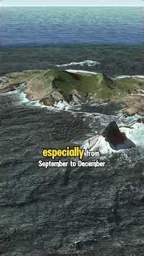 America’s Deadliest Shark Zone