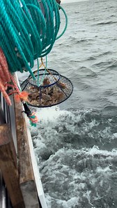 55K views · 420 reactions | How many crabs are in this loaded hoop net aboard California Dawn?! 呂 呂 | Promar & Ahi USA | Facebook