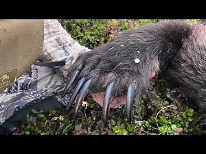 Alaska brown Bear Hunt 2024