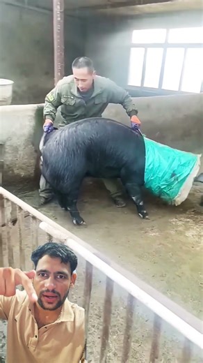 skill of catching pigs in cages #shorts #viral #farmingsupport