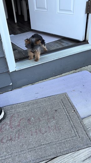 Freddie has agoraphobia 🥹 #yorkie #dogsoftiktok #dog #dogs #puppy #doglover #dogoftheday #doglife #fyp #foryou #reels | Spikey Michael