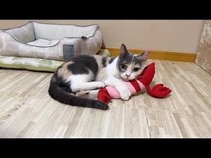 3年ぶりに息子に会えて大喜びな母猫の反応がかわいすぎた…笑