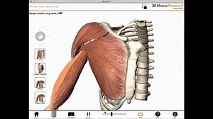 Elbow flexion, shoulder flexion, and forearm supination (Biceps brachii) muscle actions on Make a GIF