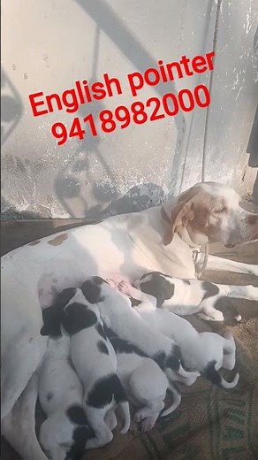 English pointer puppy available 9418982000