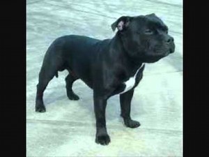 dog sound effect growling sound staffy bull terrier sounds 2016