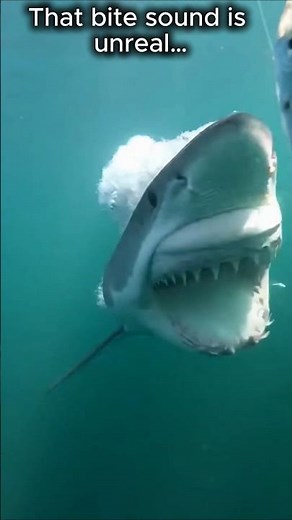 SHARK Attack Sounds Like Wood Breaking? #shark #underwater #pov