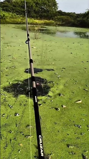 Fish fishing Techniques video |big fish catch|Fishing Tips