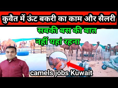 camel jobs in Kuwait | camel jobs in Kuwait | camels jobs Kuwait | @YunusVlog